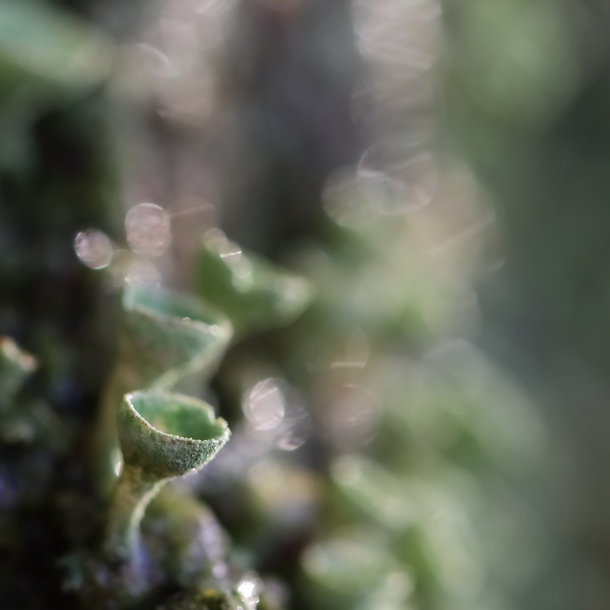 IMG_0292_q_5p_rs.JPG