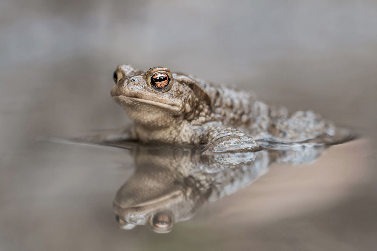 Erdkröte MF. Kopie.jpg