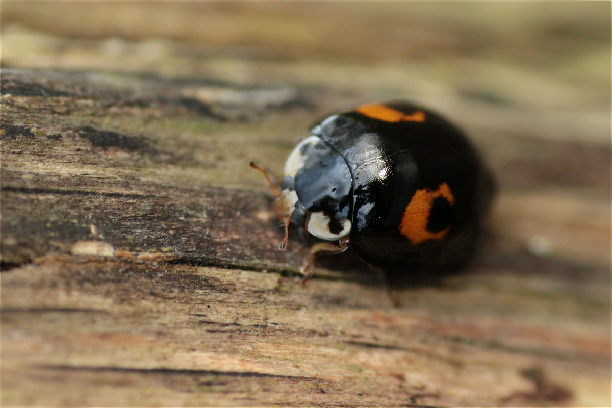 Harmonia axyridis01.jpg