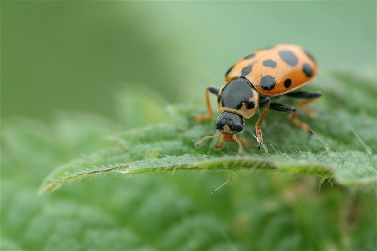 Hippodamia tredecimpunctata08makro.jpg