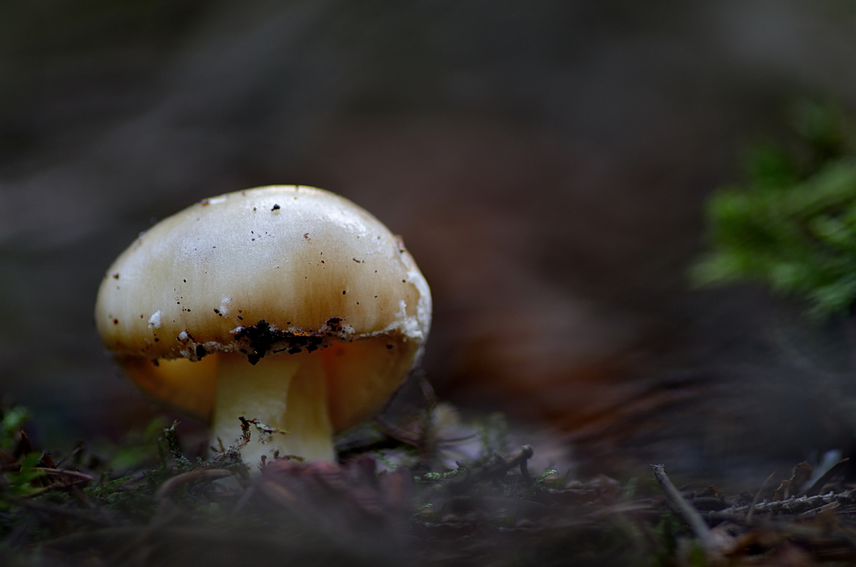 2017_11_21_Pilz_17423_G_01.jpg