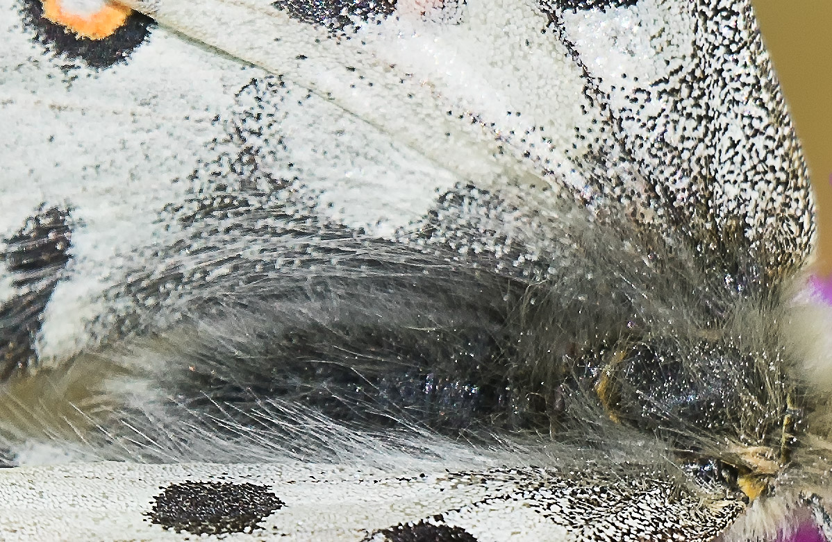 DSC09440.q.detail.jpg