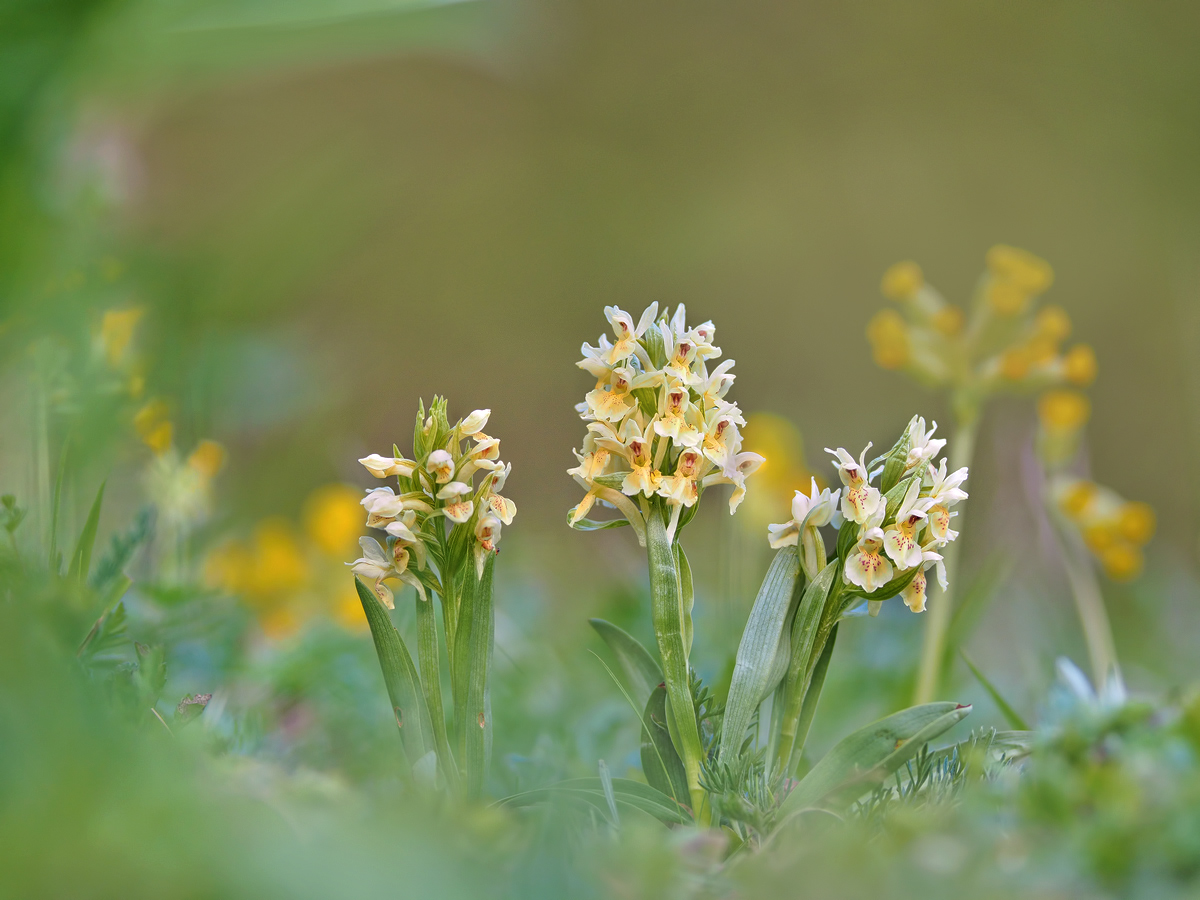 Dactylorhiza-sambucina1_1-EG173123---Kopie.jpg