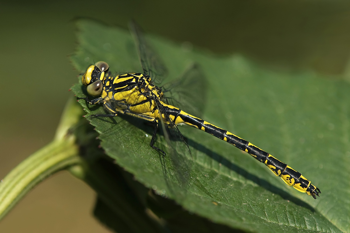 Gomphus graslinii_m_IMG_5453_1200.jpg