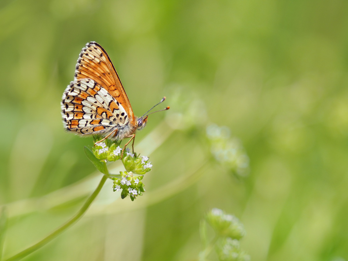 Melitaea-cinxia-OOG13880---Kopie.jpg