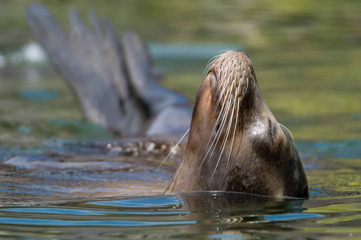Seelöwe (1 von 1).jpg