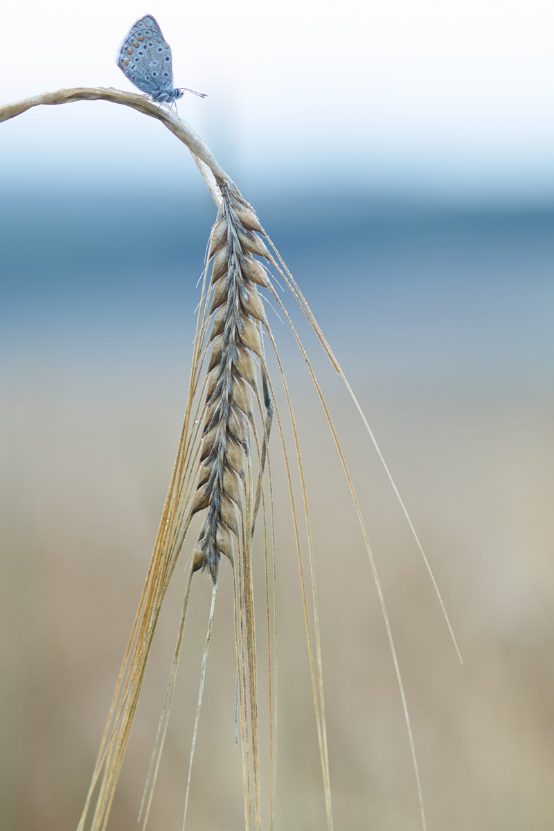 Polyommatus icarus 079465_1200.jpg