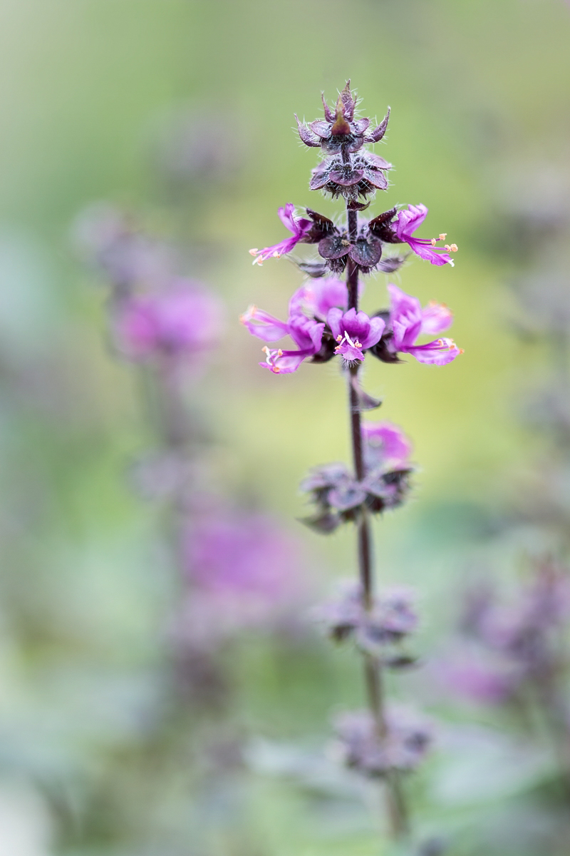 Ocimum canum ´Wildes Purpur´ 2453-2; Lamiaceae (3).jpg