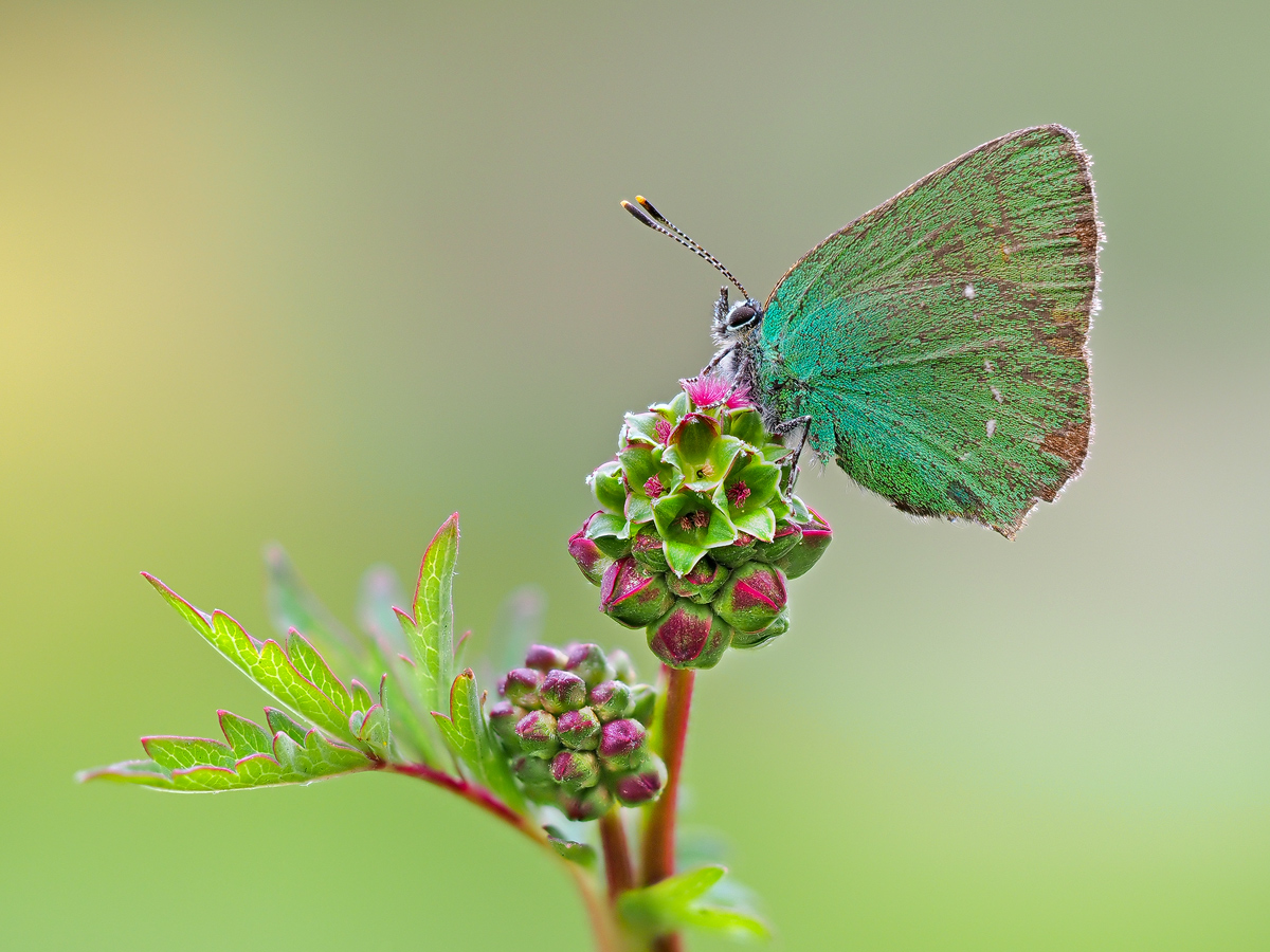 Callophrys-rubi-OOG64392---Kopie.jpg