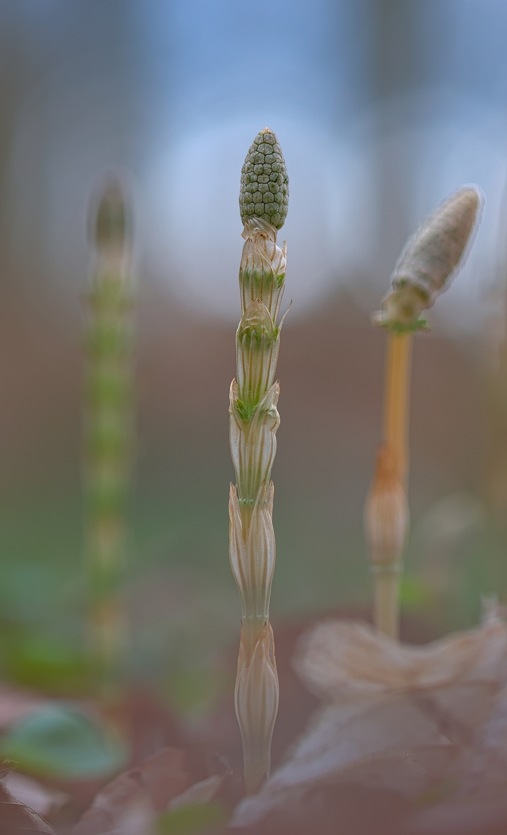 Waldschachtelhalm-DSC_2154_1-3.jpg