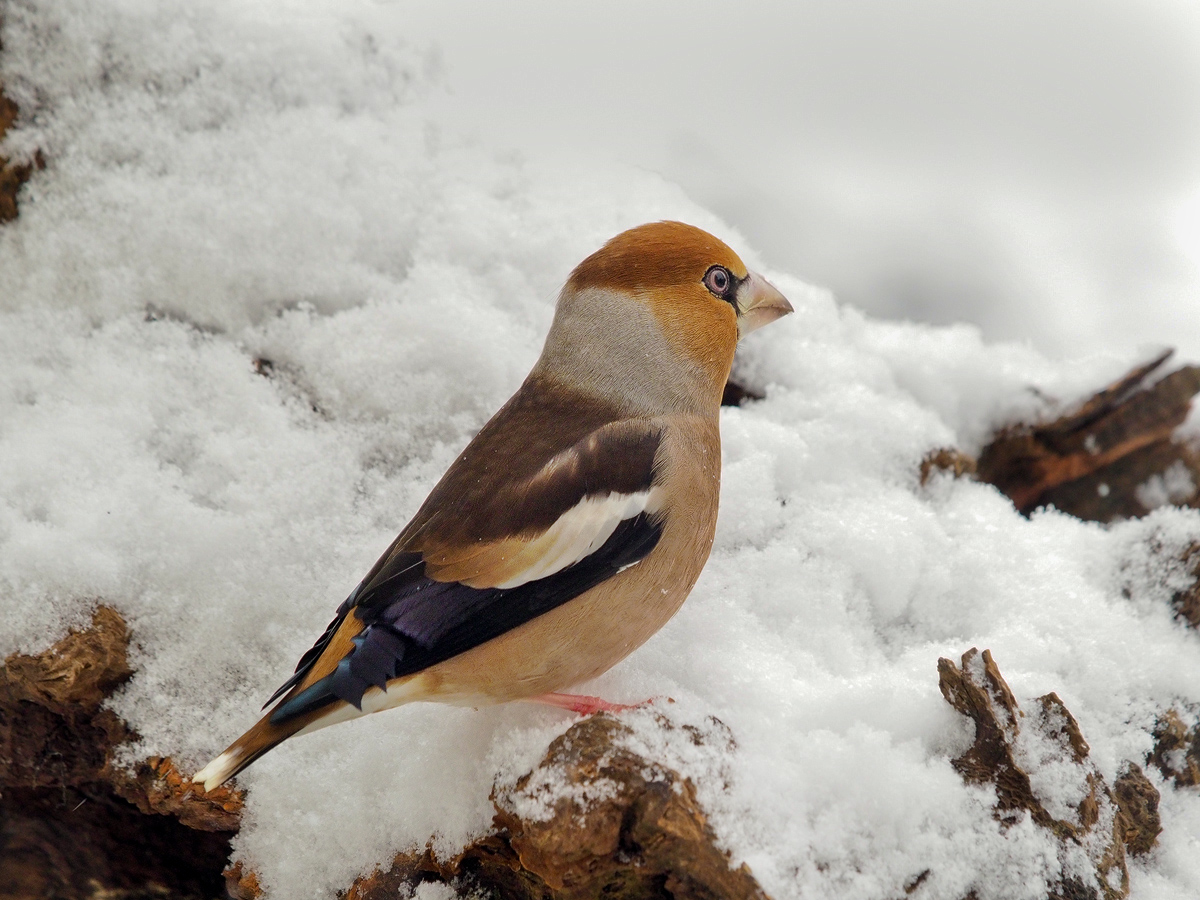 Coccothraustes-coccothraustes-OOG36366---Kopie.jpg