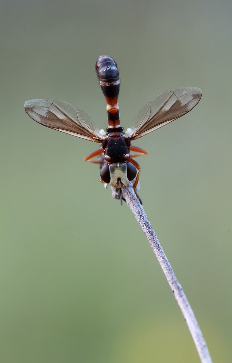 Stieldickkopffliege  ( Physocepahala rufipes ).JPG