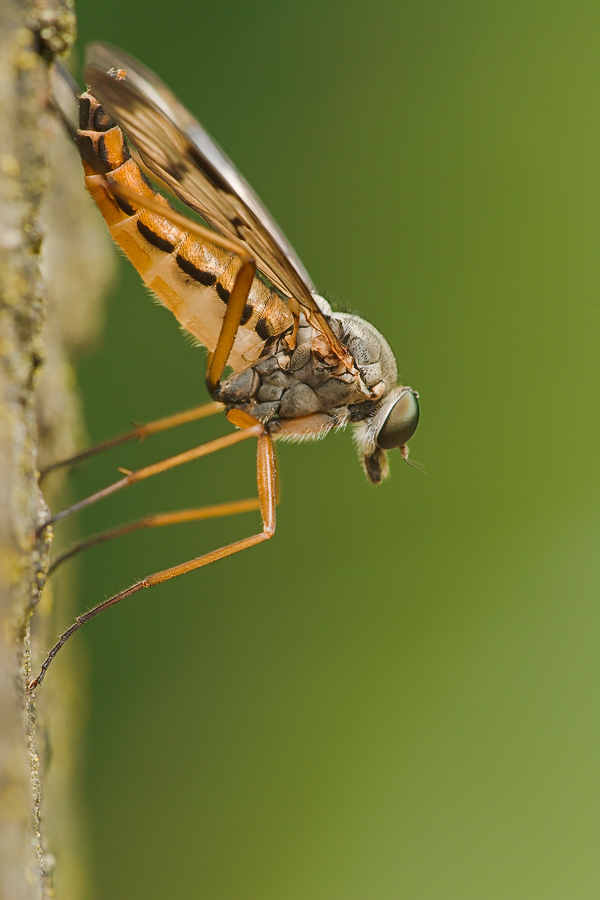 _MG_5468_Schnepfenfliege,w.jpg