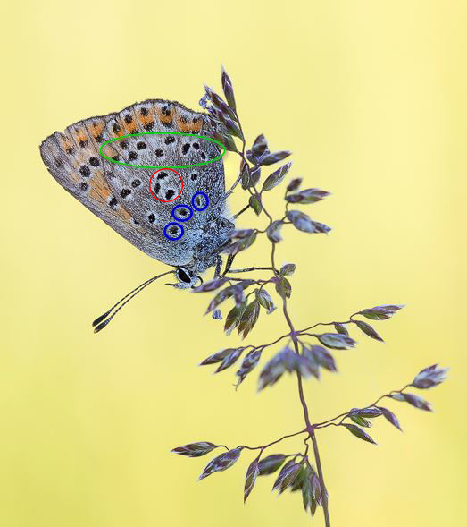 Lycaena_tityrus.jpg