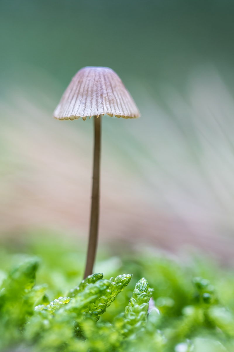 Pilz Haldensleben (3).jpg