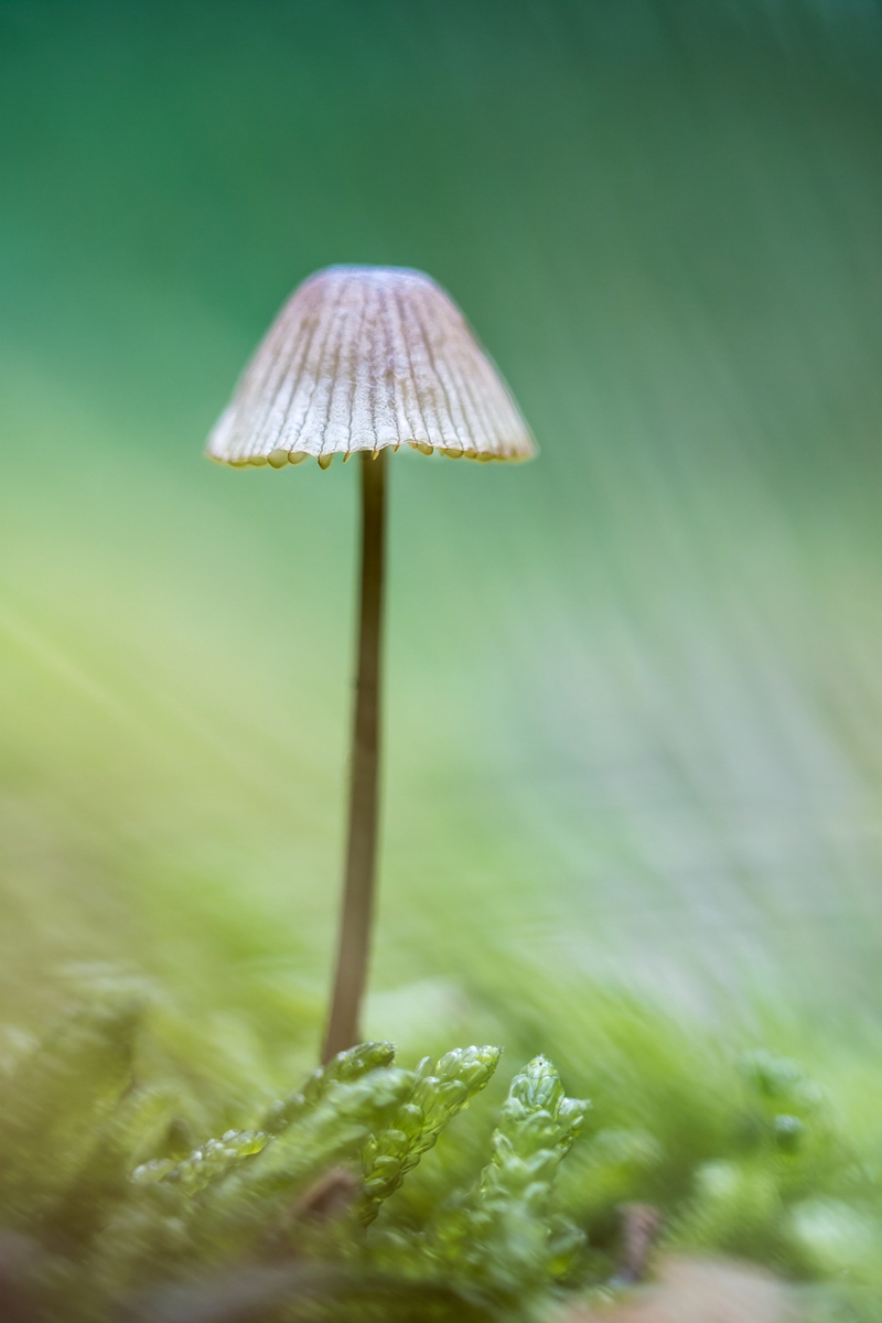 Pilz Haldensleben (2).jpg