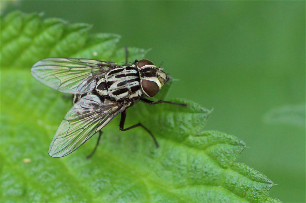 Graphomya maculata01makrob.jpg