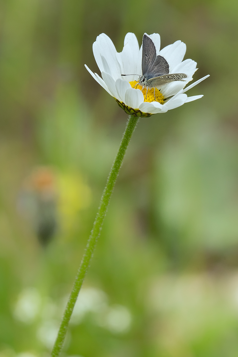 DSC00207.b.kl.jpg
