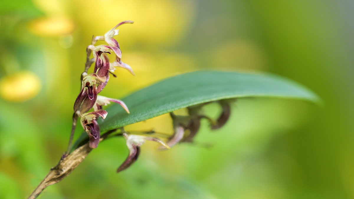 Trichosalpinx blaisdellii; Orchidaceae (1).jpg