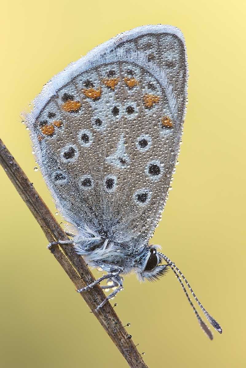 80D17128'0'_1.jpg