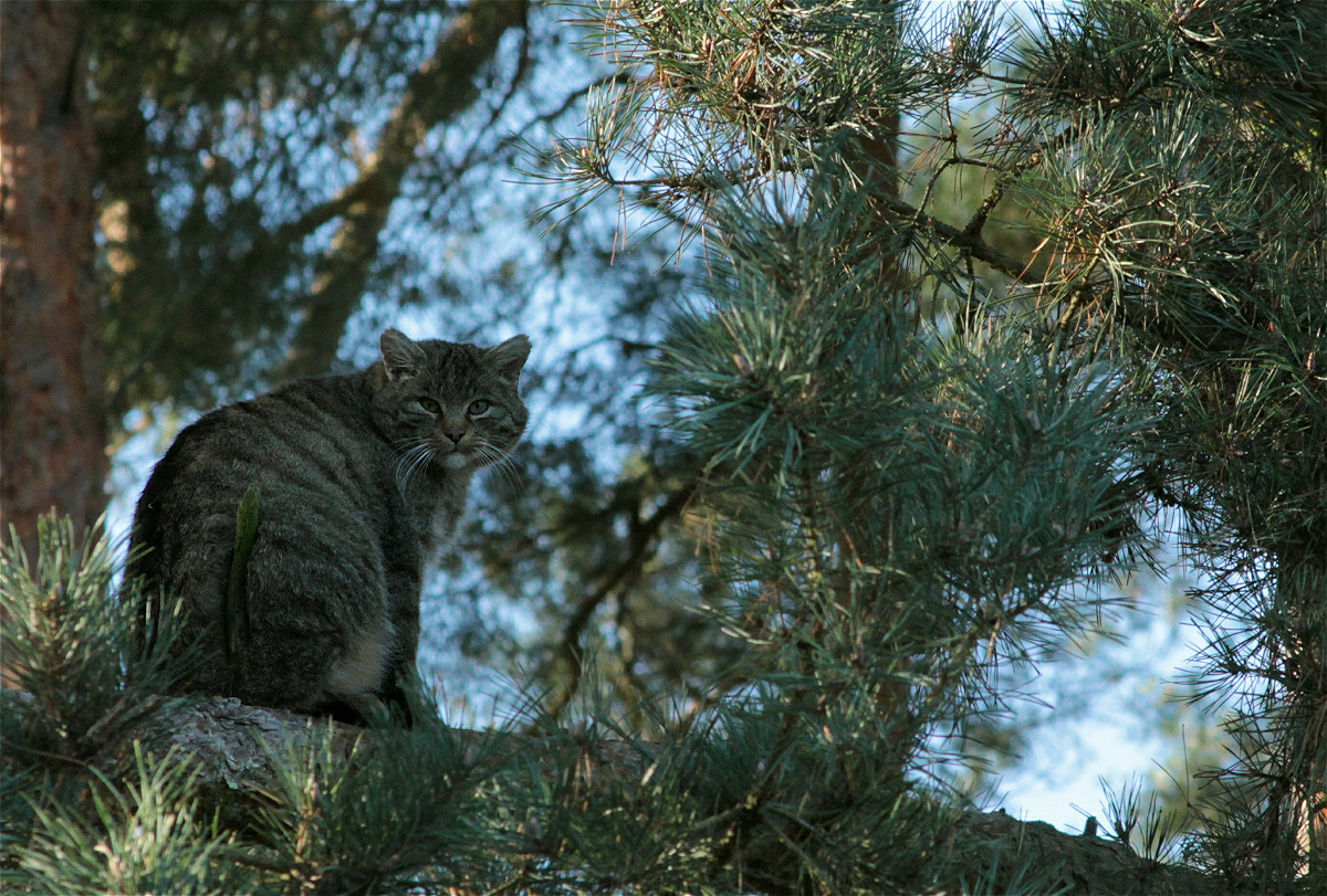 wildkatze NP Mühlenhagen03makro.jpg