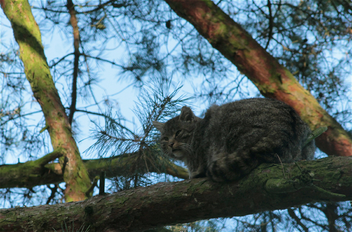 wildkatze NP Mühlenhagen05makro.jpg