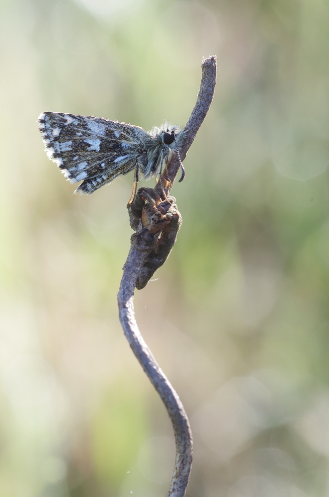 IMGP1509a1000 breinig.JPG