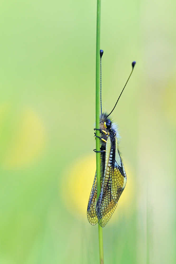 Libelloides-coccajus1-OOG25678---Kopie.jpg