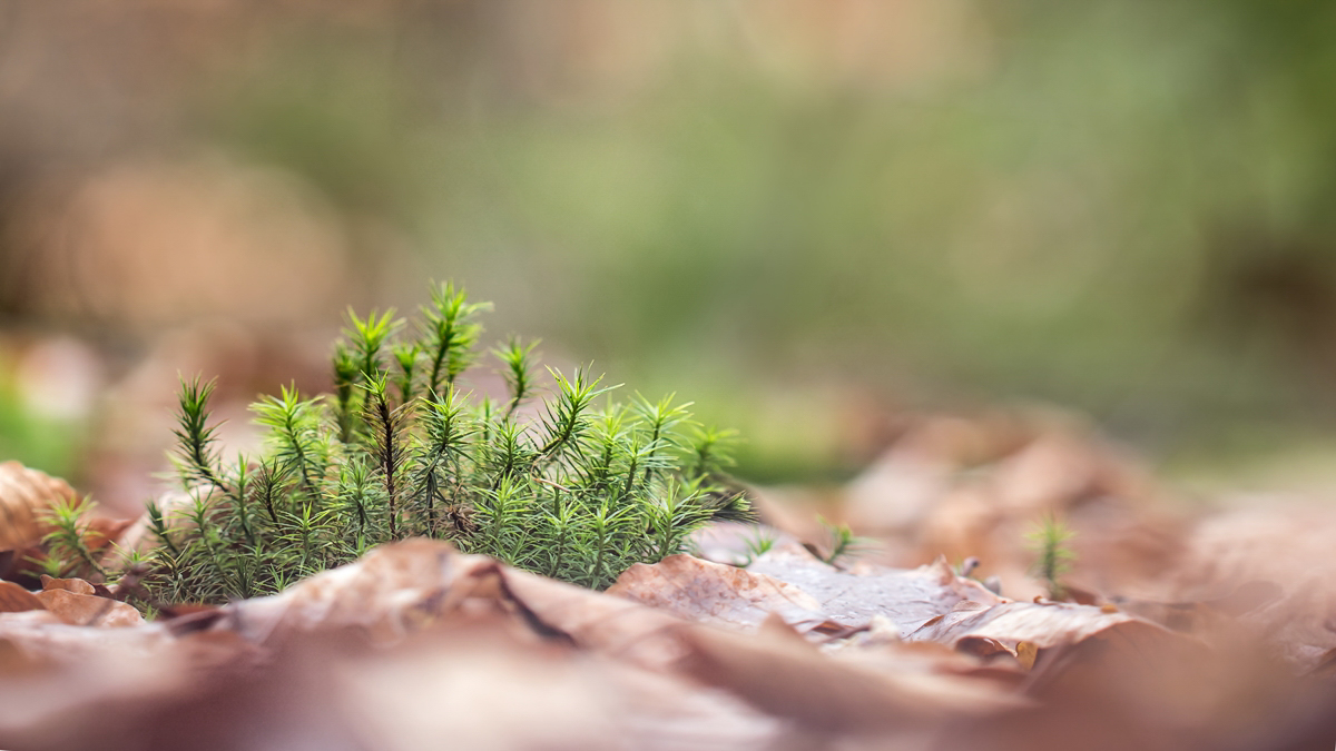 Polytrichum Göhrde; Polytrichaceae (1).jpg