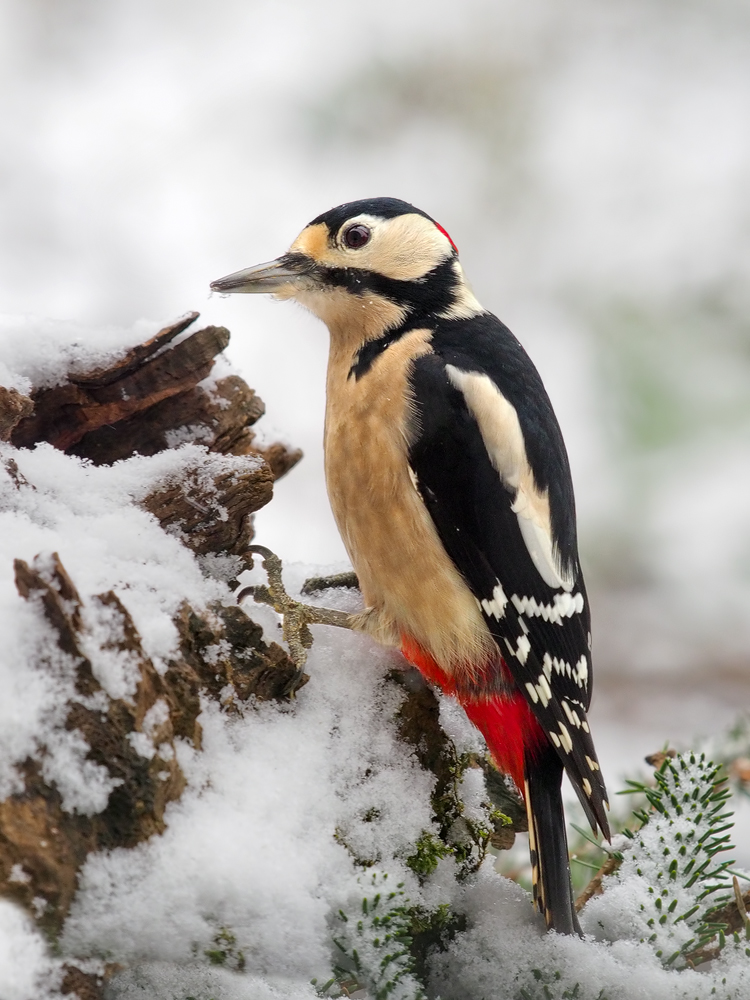Dendrocopos-major-OOG36338---Kopie.jpg