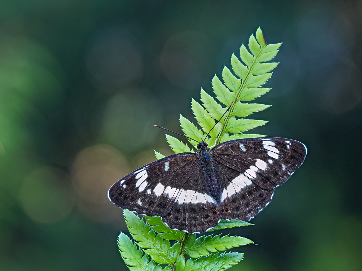 Limenitis-camilla-OOG53578---Kopie.jpg