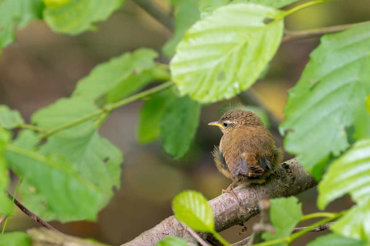 Troglodytes-troglodytes-EG008010---Kopie.jpg