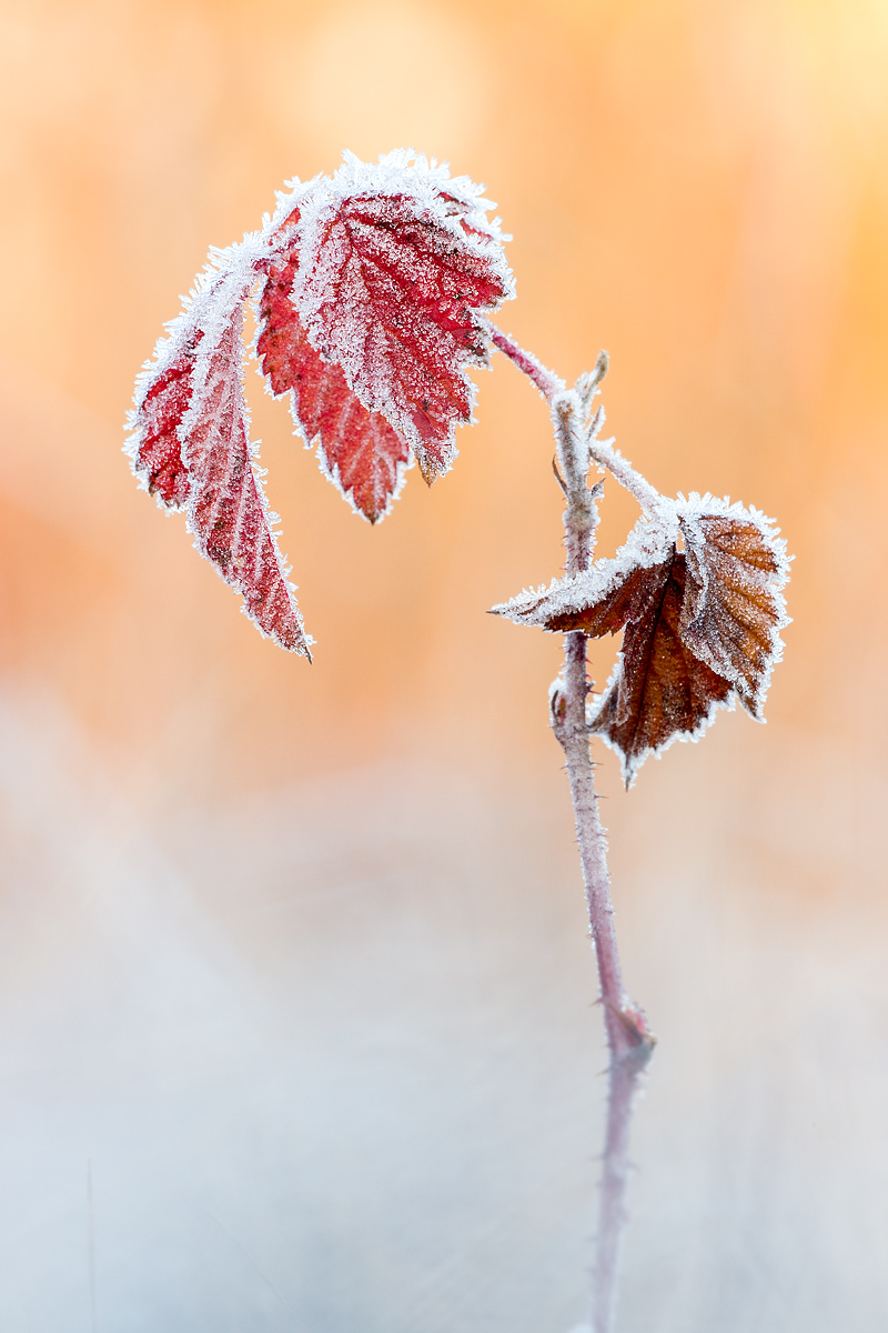 _MG_3478-Bearbeitet Kopie.jpg