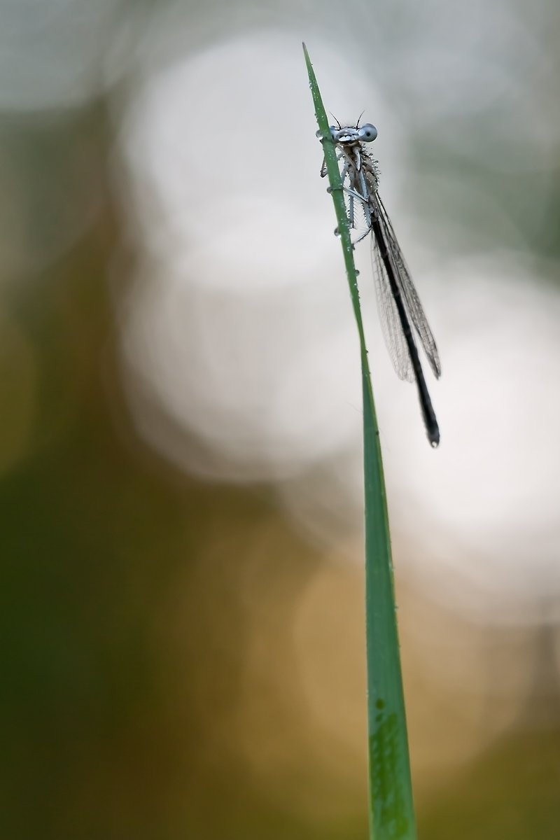 DSC_3775c3.jpg