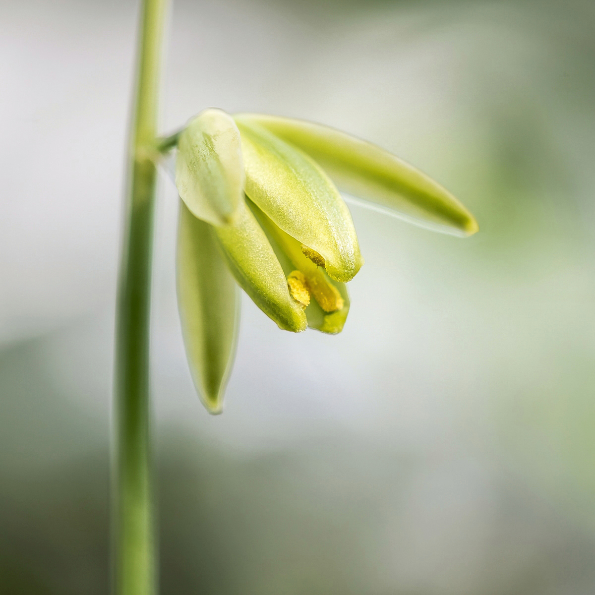 Albuca nigritana 4004-1; Asparagaceae (2).jpg