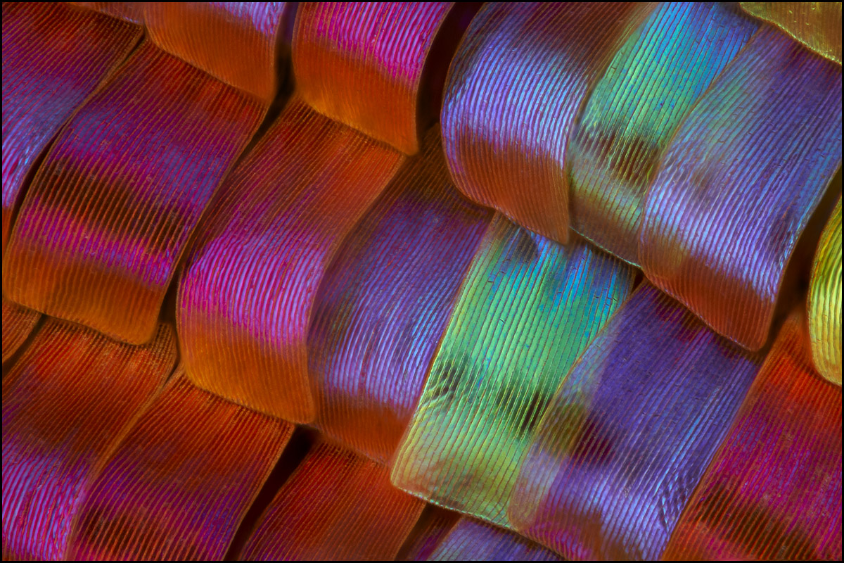 40x Urania 2018-01-19-1200.jpg