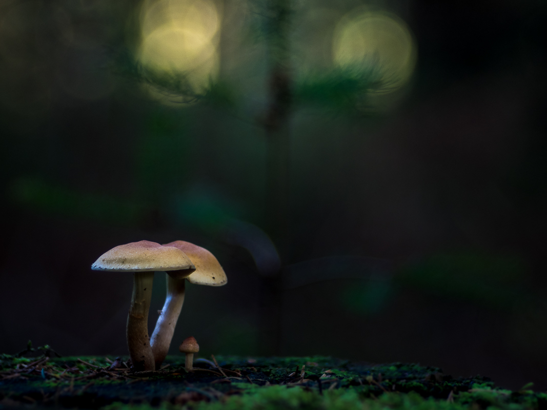Weihnachten für Familie Pilz (1 von 1).jpg