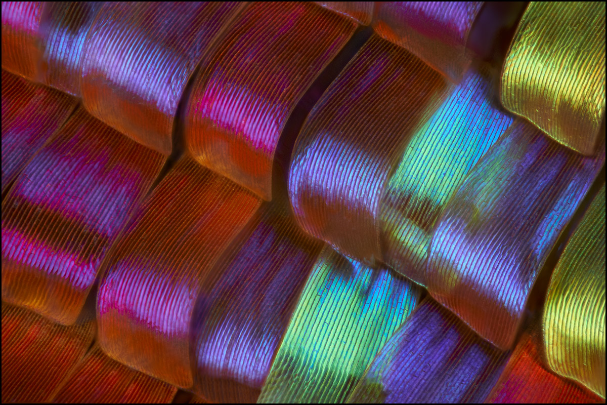 Urania ripheus 40x ohne Diffusor.jpg