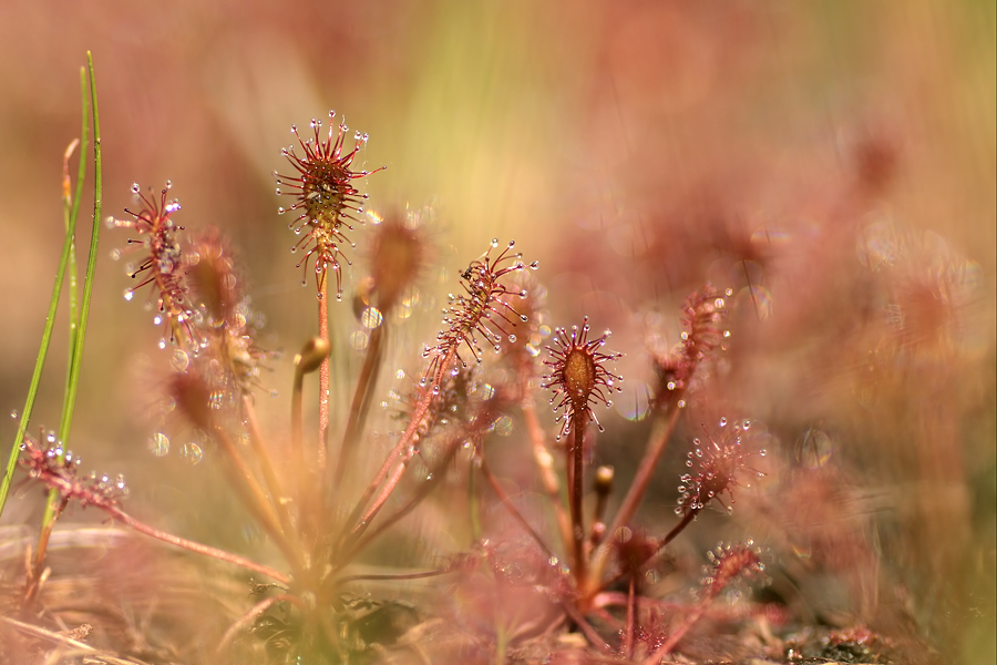 Drosera-intermedia.jpg