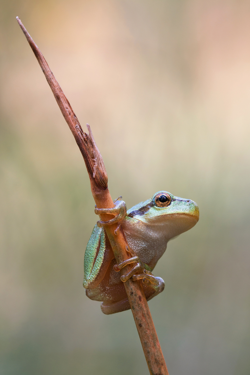 Laubfrosch 1 Kopie.jpg