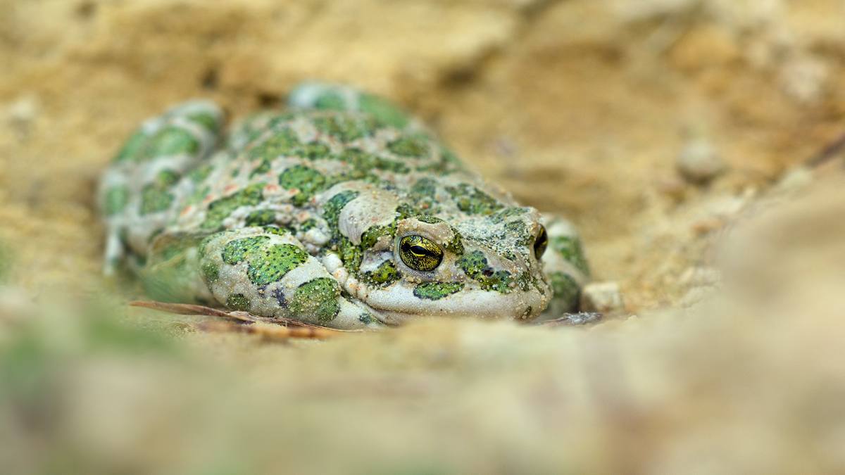 Bufo-viridis-OG203839---Kopie.jpg