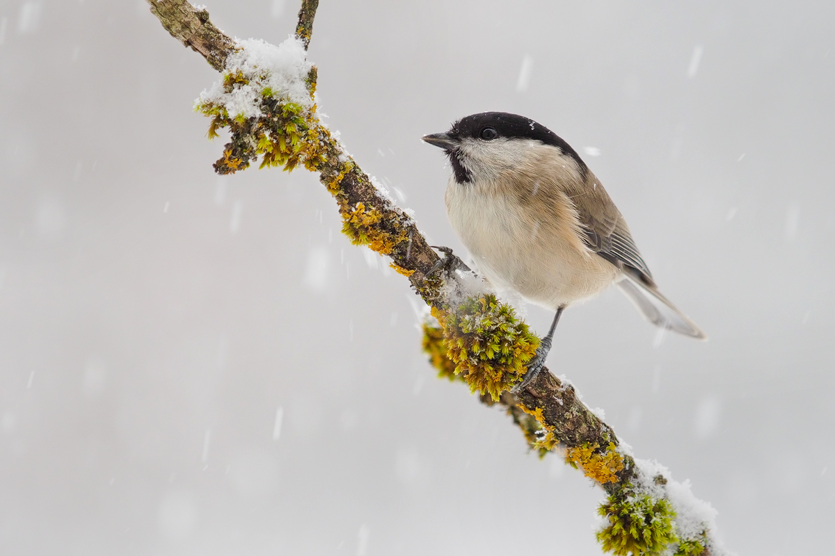 Parus-palustris-OOG06622---Kopie.jpg