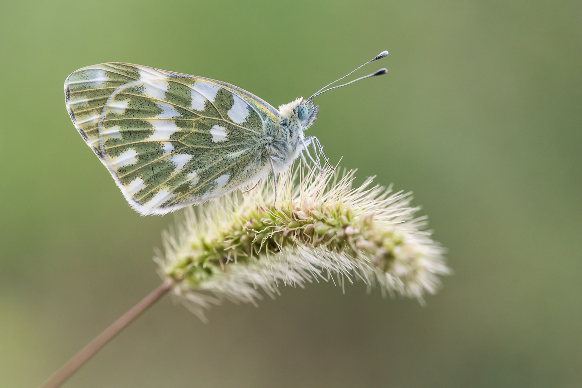 Pontia daplidice - Resedafalter-Maria Brohm.jpg