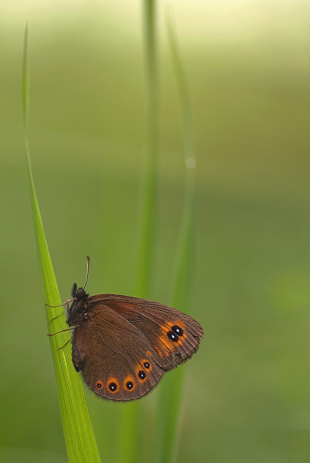 rundaugen_mohrenfalter-erebia_medusa2_mf.jpg