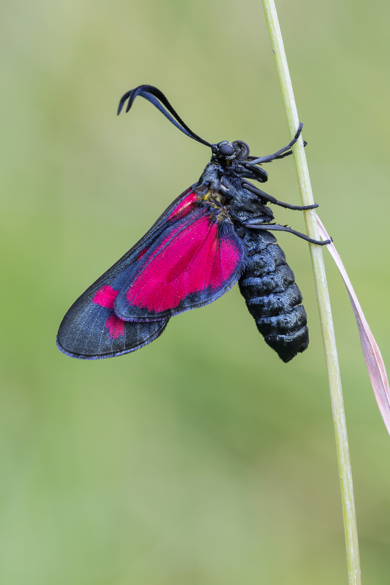 Widderchen 3 - 1.jpg