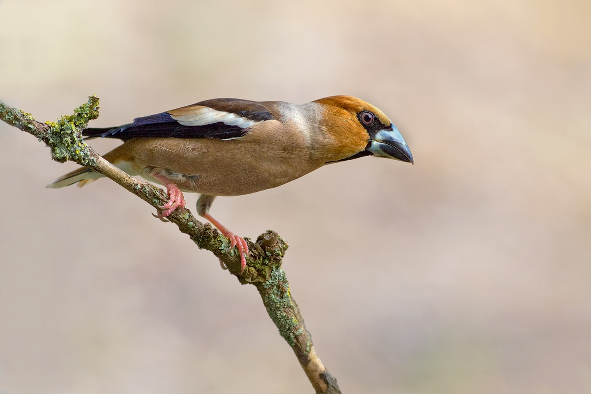 Coccothraustes-coccothraustes-GG222834---Kopie.jpg