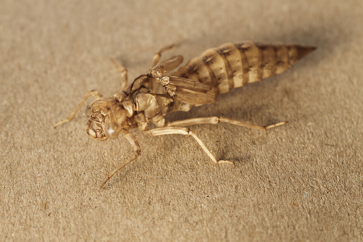 Aeshna cyanea_Exuvie_ganz_IMG_9271.jpg