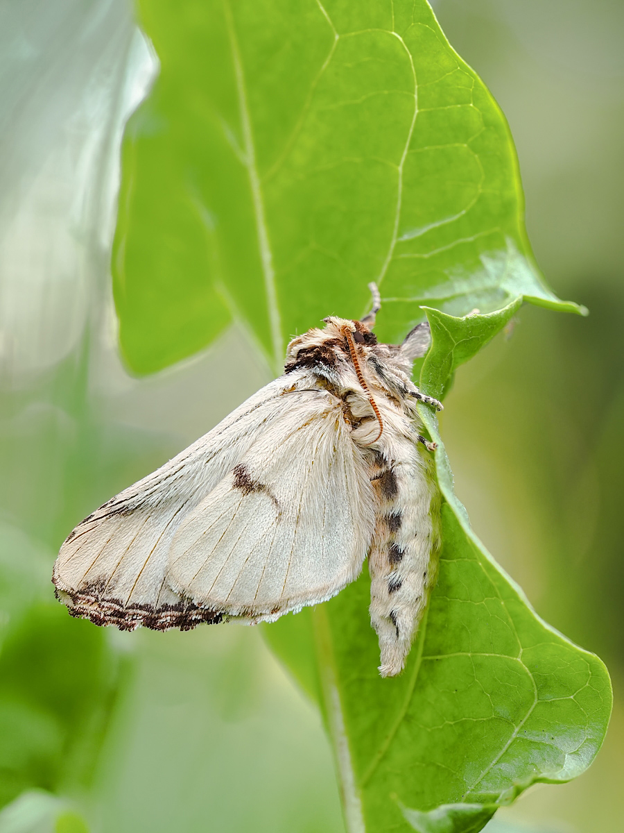 Phalera bucephala_ Mondvogel.jpg