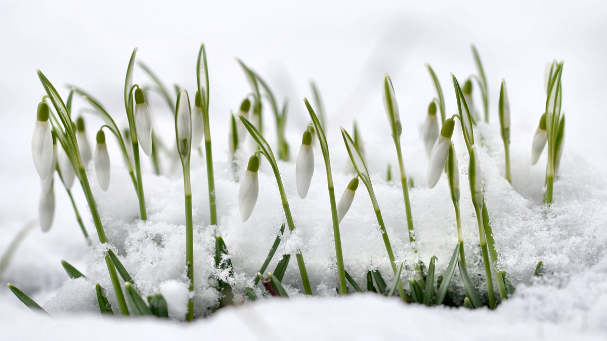 IMG_6120 makroforum.jpg