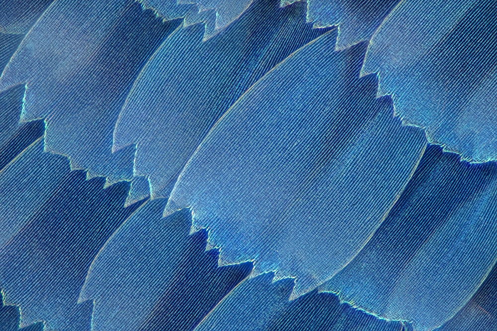 04371_D500_Nikon60_60zu1_Morpho_0000496.JPG